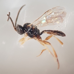 Hymenoptera