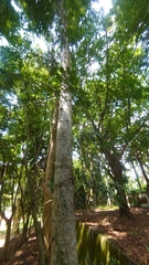 Agathis dammara