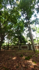 Agathis dammara