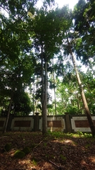 Agathis dammara