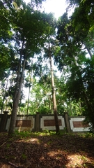 Agathis dammara