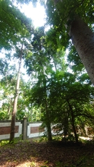 Agathis dammara