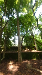 Agathis dammara