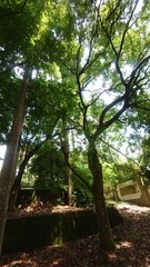 Agathis dammara