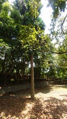 Agathis dammara