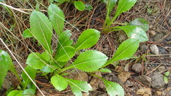 Packera toluccana