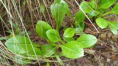 Packera toluccana