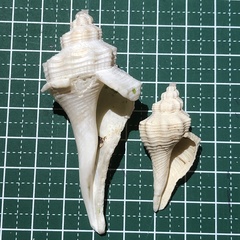 Hemifusus tuba