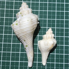Hemifusus tuba
