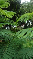 Adenanthera