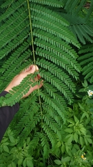 Adenanthera