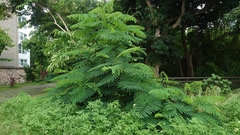 Adenanthera