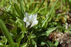Gentiana newberryi tiogana