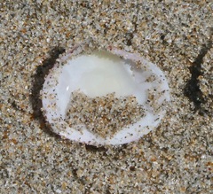 Semele rubropicta