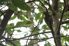 Colaptes auricularis