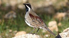Chestnut Quail-Thrush photo 2
