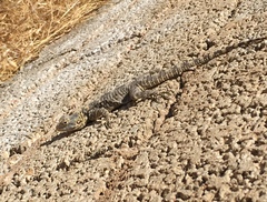 Laudakia stellio daani