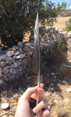 Corvus corax laurencei