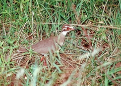 Rhinoptilus chalcopterus