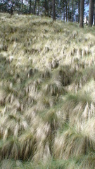 Muhlenbergia macroura