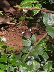 Mycalesis junonia