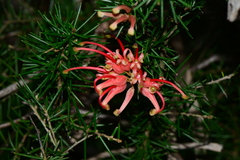 Grevillea juniperina