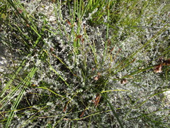 Aspalathus digitifolia