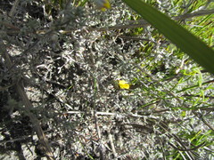 Aspalathus digitifolia