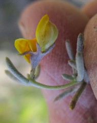 Aspalathus digitifolia