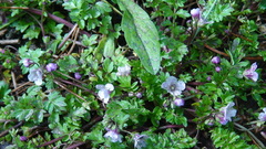 Phacelia platycarpa