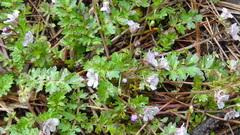 Phacelia platycarpa