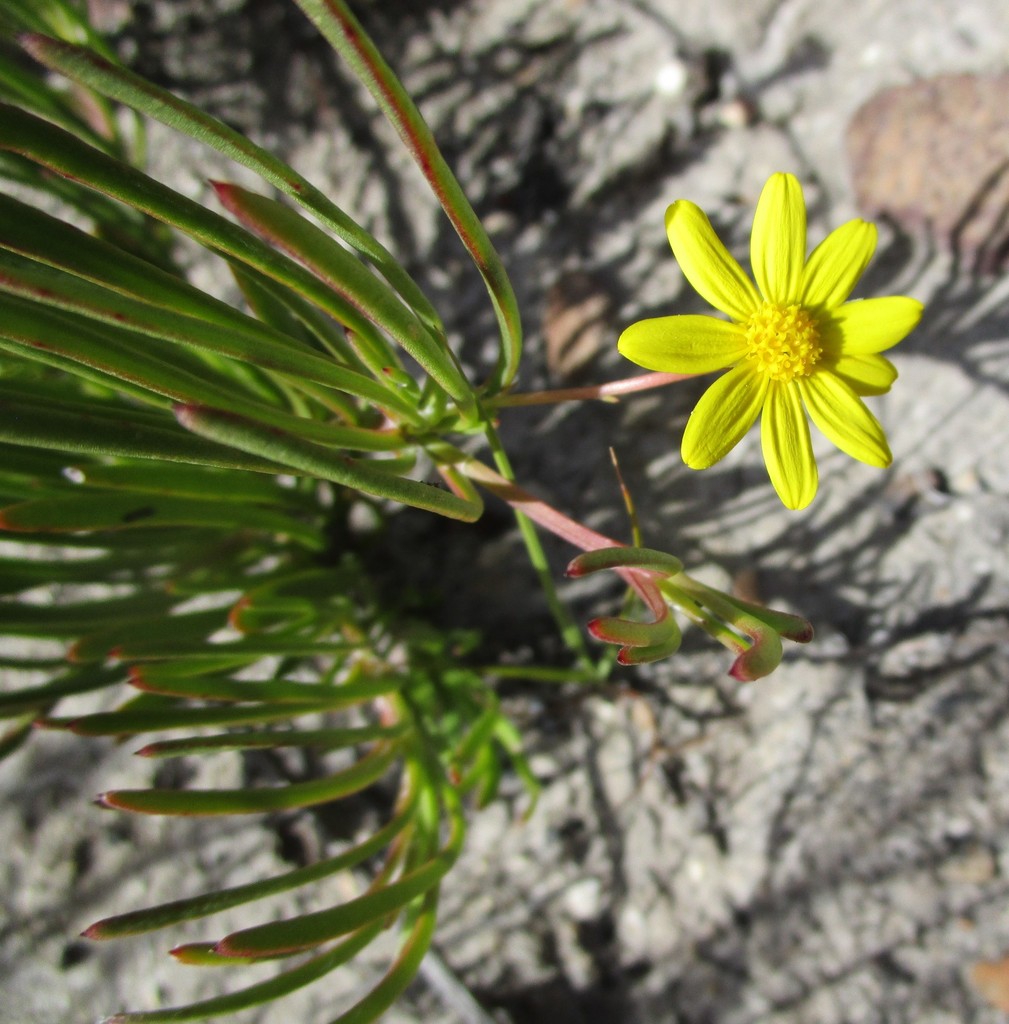 Osteospermum triquetrum