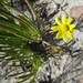 Osteospermum triquetrum - Photo (c) Evie Bowen, algunos derechos reservados (CC BY-NC), subido por Evie Bowen