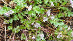 Phacelia platycarpa