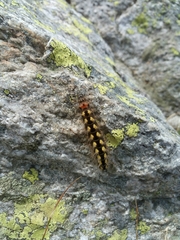 Acronicta euphorbiae