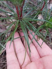 Stylidium productum