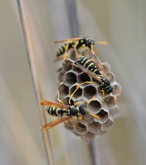 Polistes mongolicus