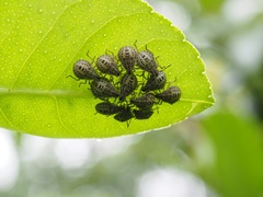Cappaea taprobanensis