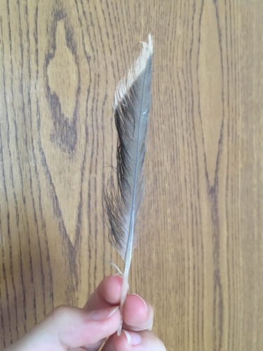 Plume de Mouette pygmée