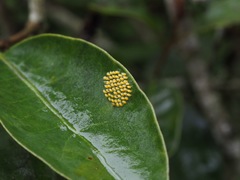 Delias pasithoe