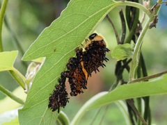 Troides aeacus formosanus