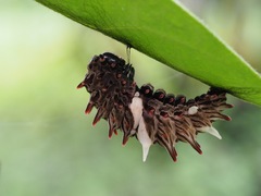 Byasa