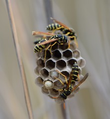 Polistes mongolicus