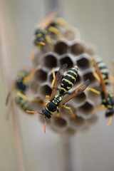 Polistes mongolicus