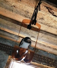 Hirundo rustica