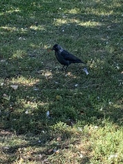 Corvus monedula