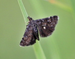 Heliothela wulfeniana