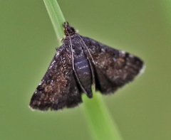 Heliothela wulfeniana