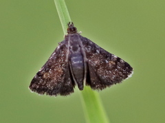 Heliothela wulfeniana