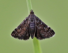 Heliothela wulfeniana